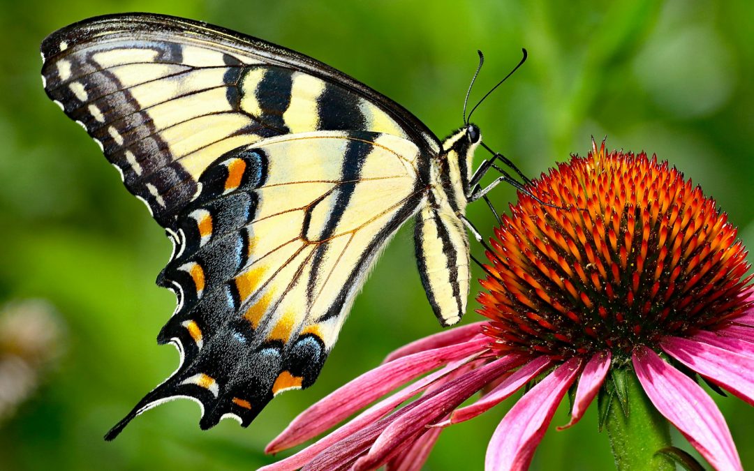 Le réveil de la nature